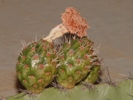 Stenocereus queretaroensis Cactaceae.JPG